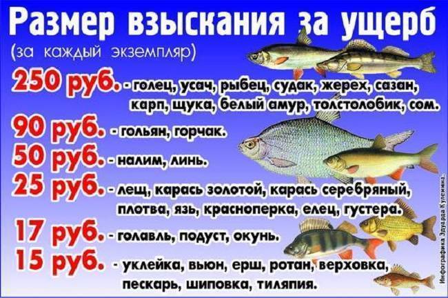 Размеры рыб, разрешенные к вылову, начиная с 2019 года, жестко ограничиваются при осуществлении любительского и спортивного рыболовства