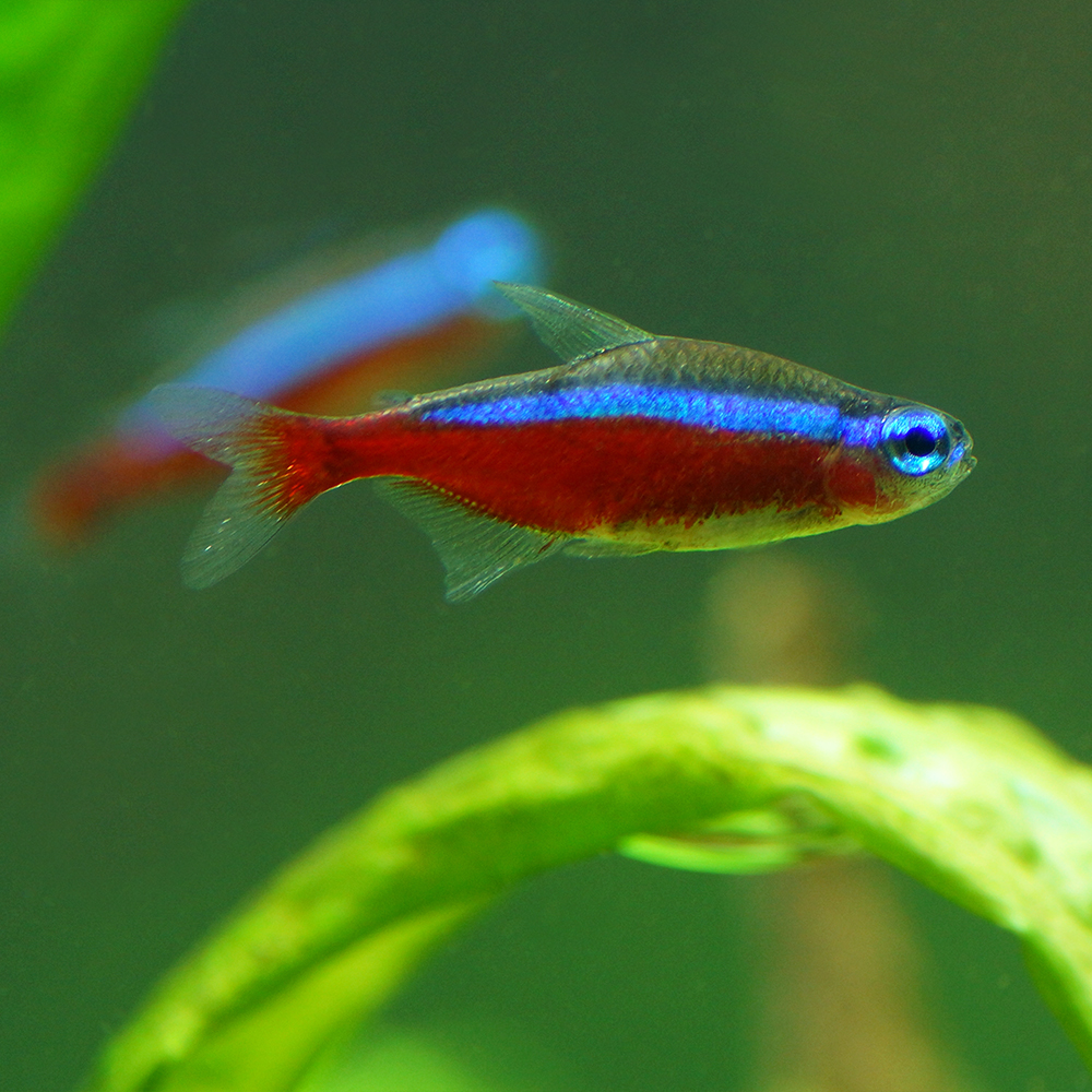 Аквариумные рыбки неоны - уход и содержание, как размножаются, черный, красный, синий и другие разновидности