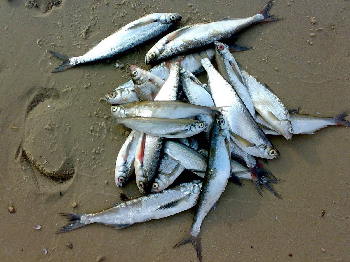 Ловля чехони — особенности рыбалки - fishingwiki
