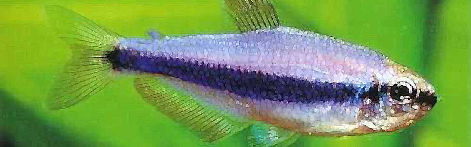 Аквариумная рыбка тетра: 25 видов с фото и описанием