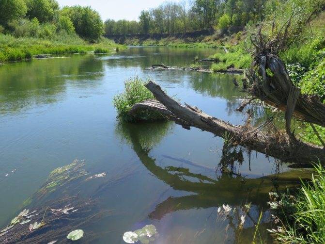 ✅ температура воды в реке медведица тверская область - danafish.ru