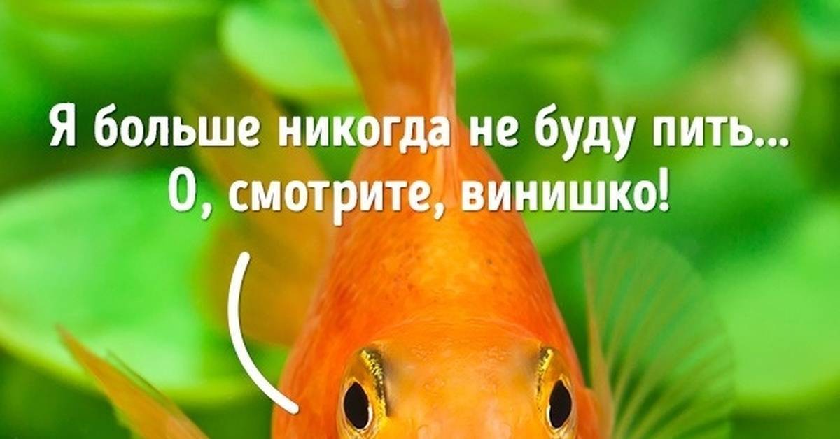 Сколько секунд длится память у рыб: мифы о домашних рыбках. какая память у рыб? эксперементы и различия в видах