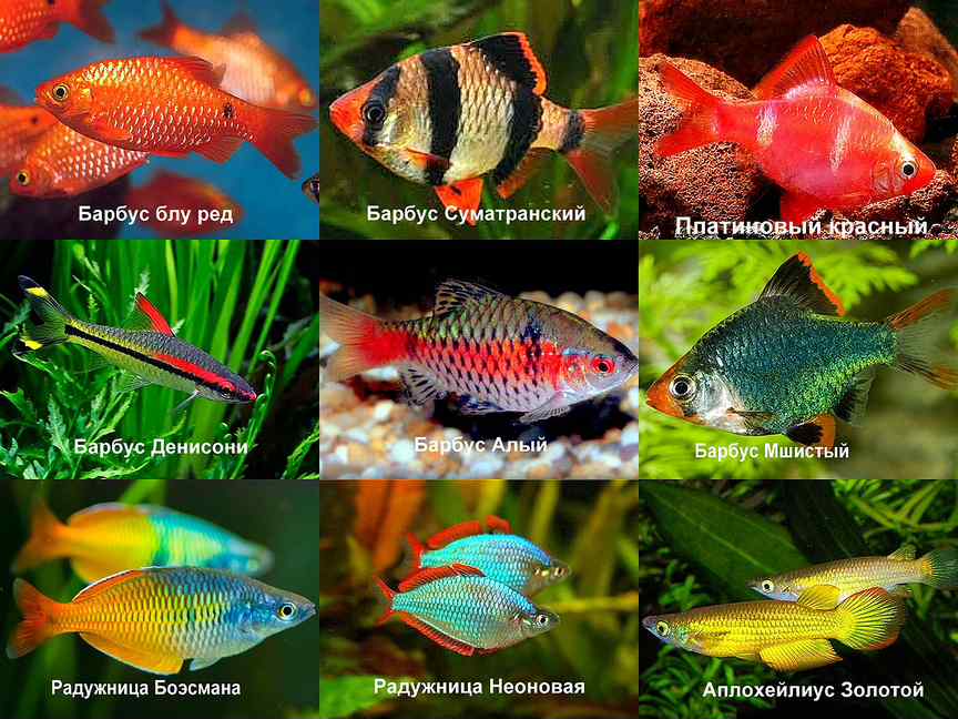 Совместимые аквариумные рыбки фото с названиями
