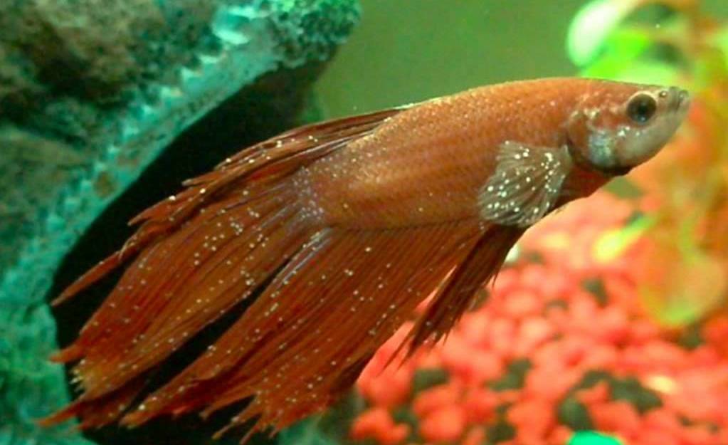 Плавниковая гниль — причины и лечение гнили в аквариуме