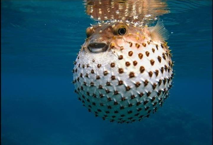 Как называется рыба которая надувается как шар?
