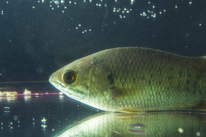 Анабас или рыба-ползун (лат. anabas testudineus) | аквариумные рыбки