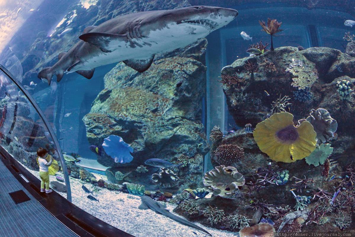Самые большие аквариумы в мире топ-10. фото, видео, где находится