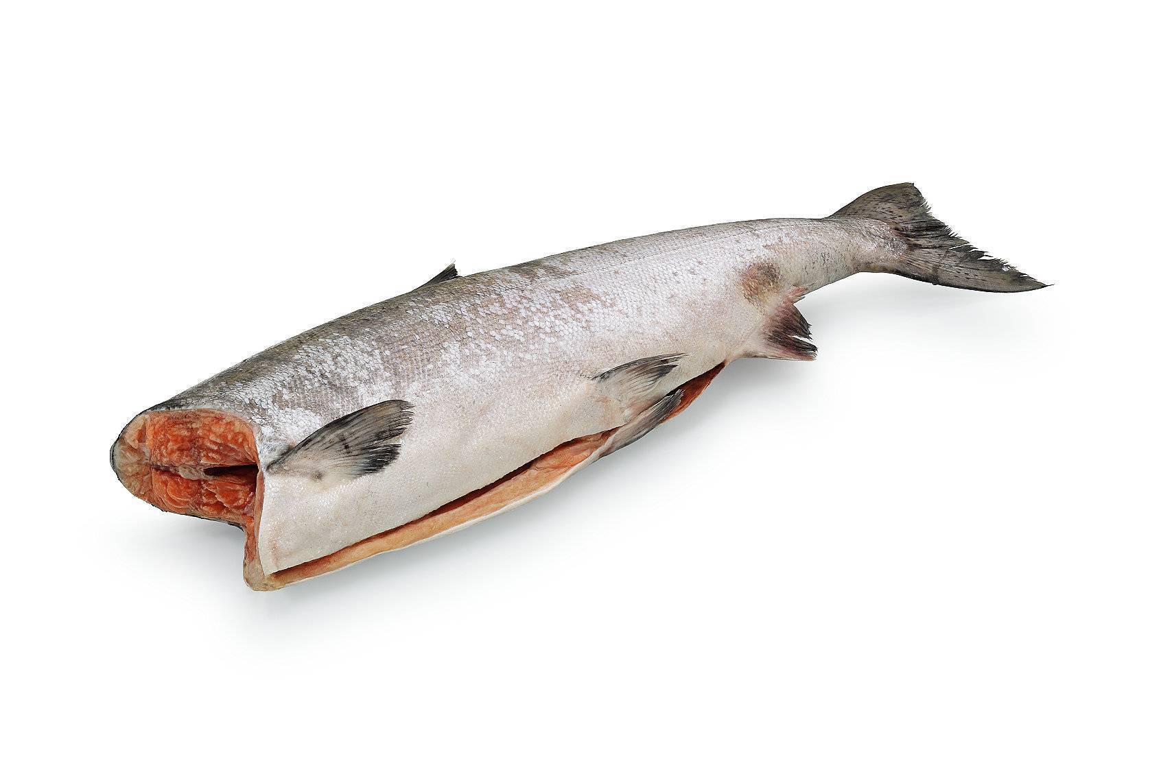 Польза рыбы кахаваи: описание и фото, вкусовые качества