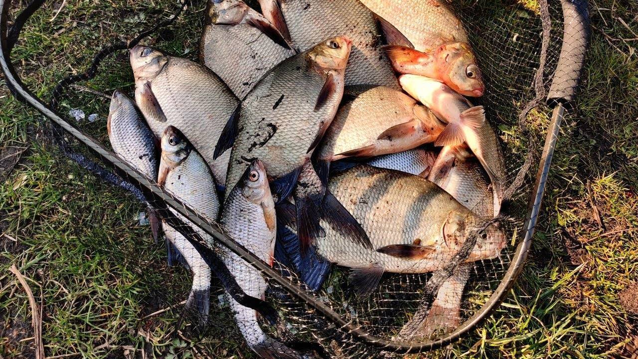 Рыбалка на телецком озере: какая рыба водится, особенности ловли летом