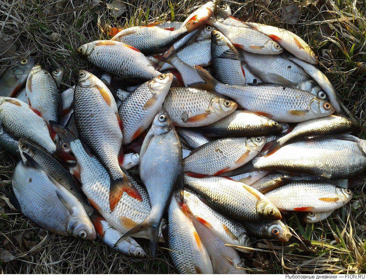 Рыбалка в брестской области в 2022 году: основные места для ловли