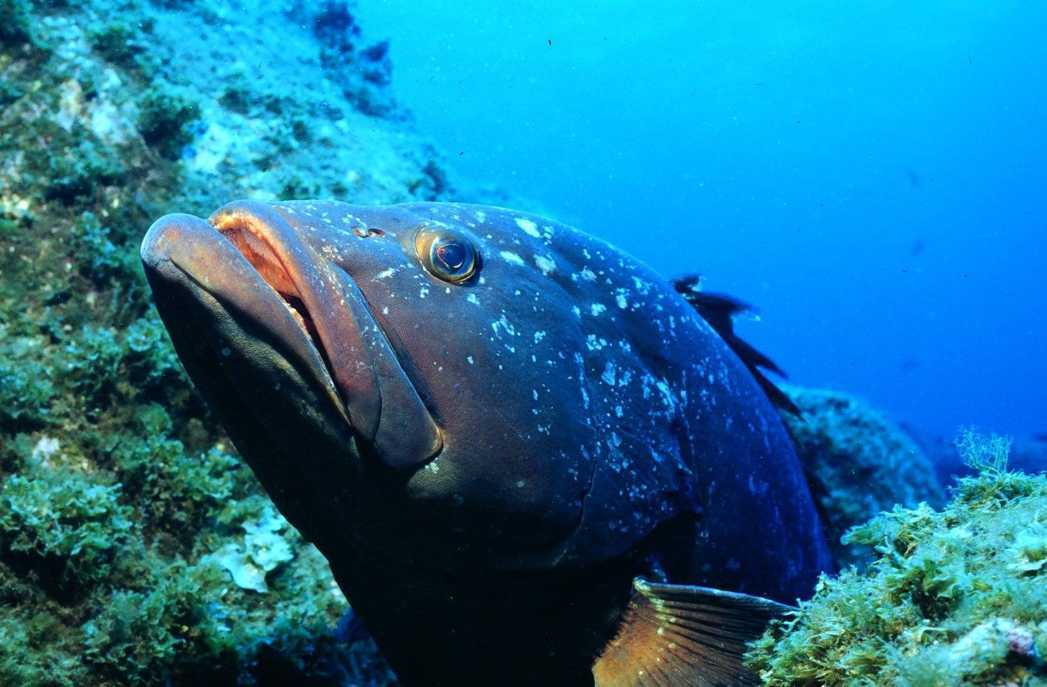 Рыба «Группер чёрный» фото и описание