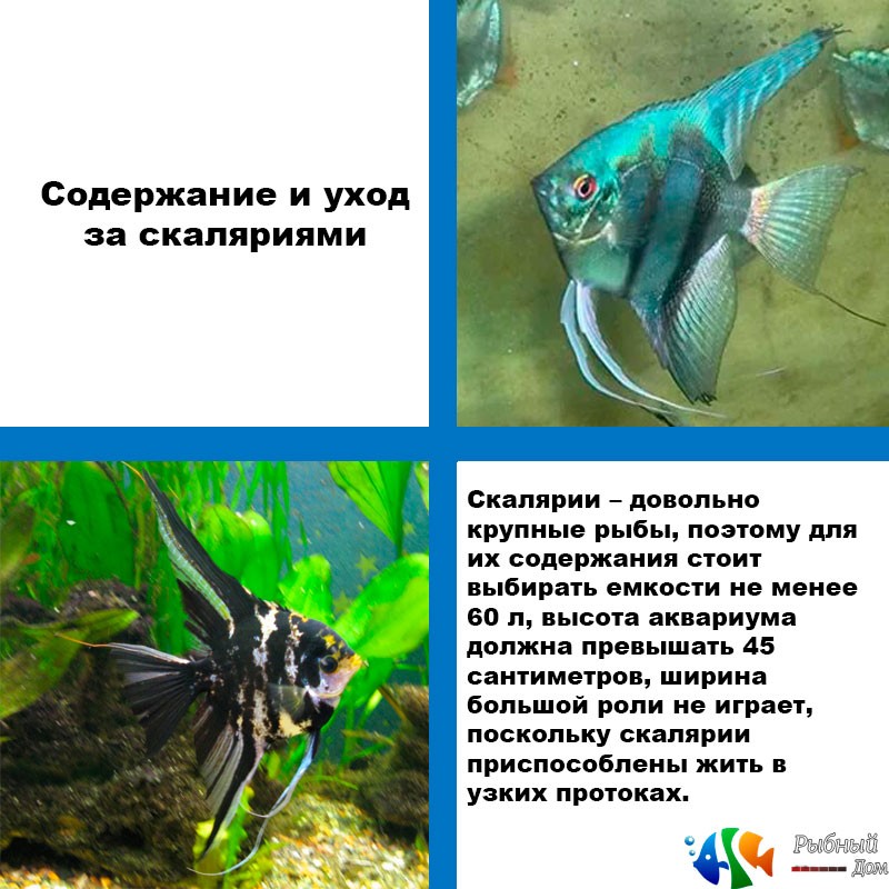 Скалярия: фото рыбки, уход и содержание, а также совместимость с другими рыбками