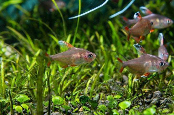 Рыбка красный неон (paracheirodon axelrodi): содержание, разведение, фото, кормление, поведение, отличия самца от самки