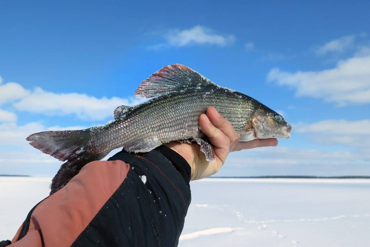 Рыбалка в белом море: список рыболовных туров