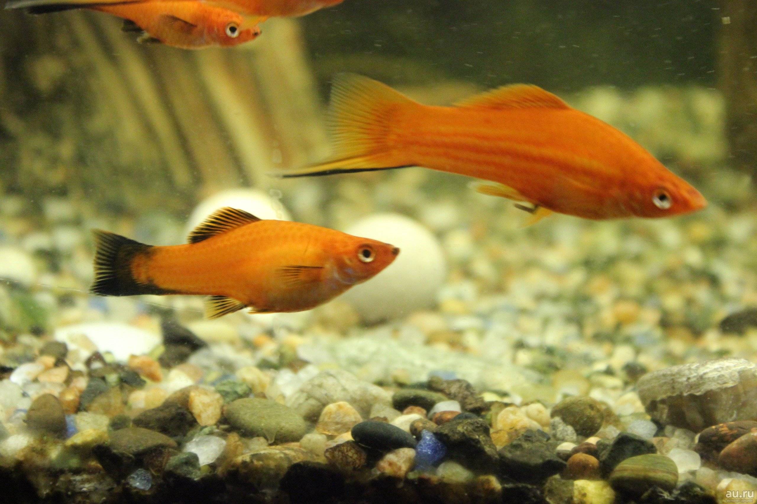 Пецилии — размножение, советы при разведении живородящих рыбок