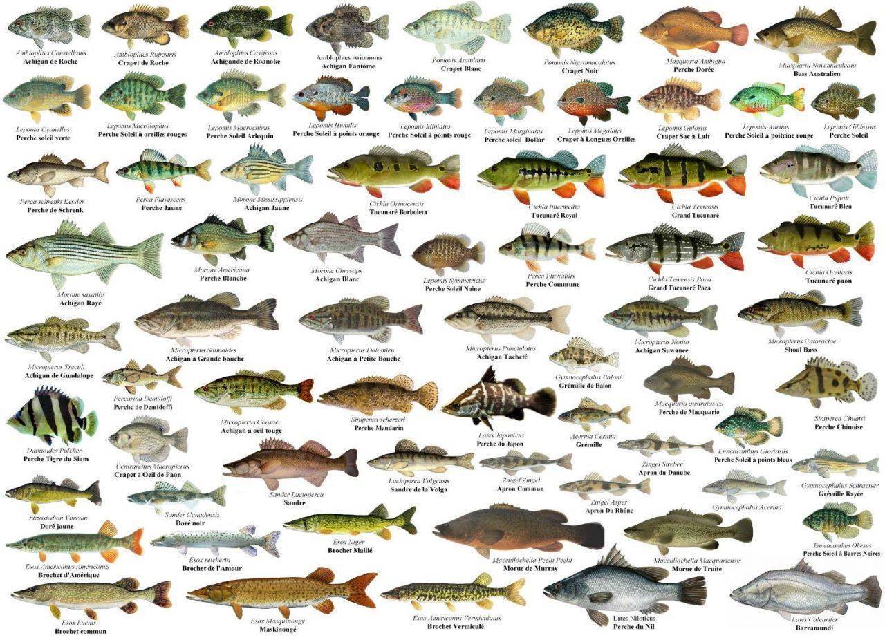 Какие виды рыб называют белой рыбой