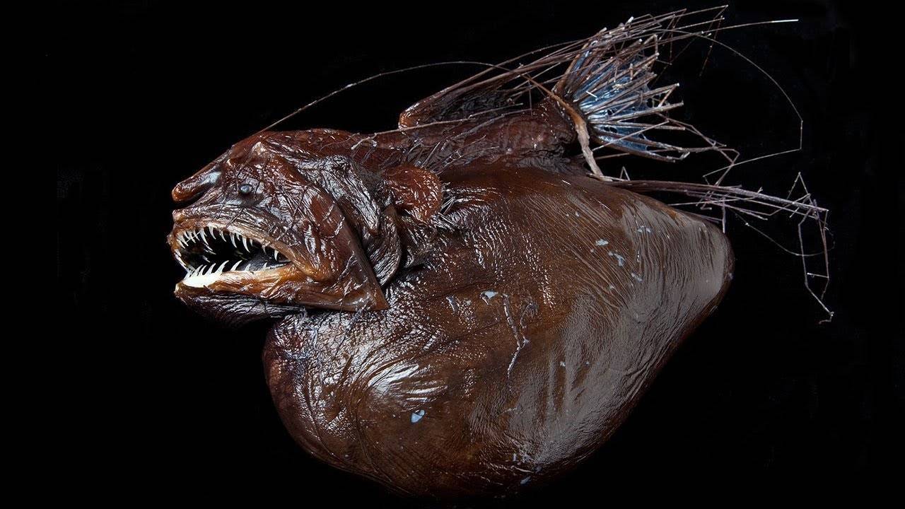 «морской чёрт»: жизненный цикл рыбы глубоководный удильщик