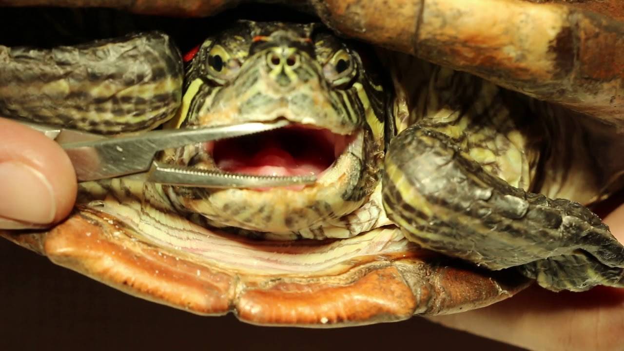 Красноухая черепаха не ест, вялая, не открывает глаза или спит: что делать, надо ли лечить животное?