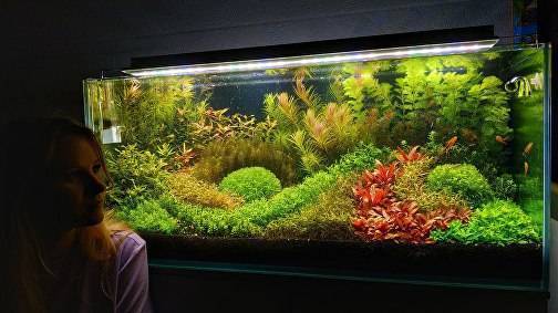 Голландский аквариум: технически, рекомендации