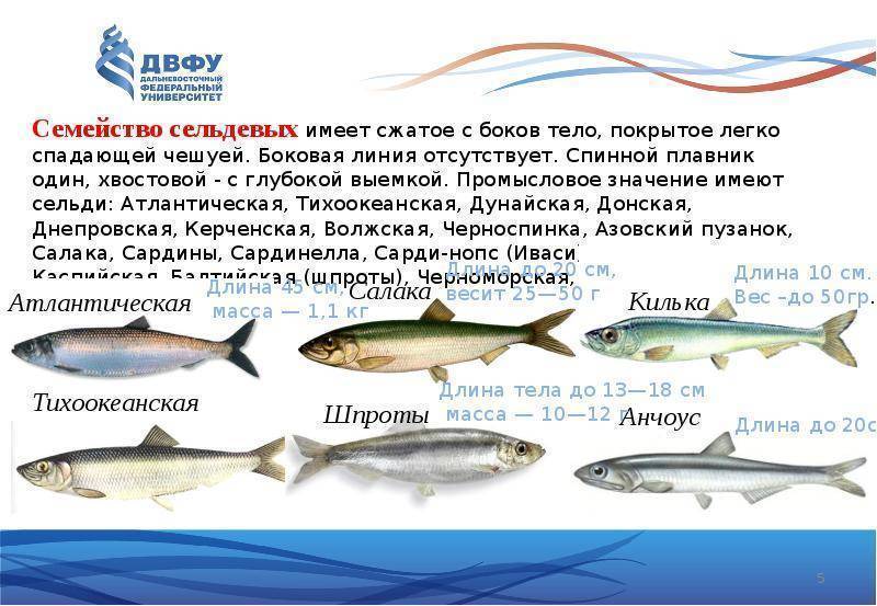 Сельдь атлантическая фото и описание – каталог рыб, смотреть онлайн