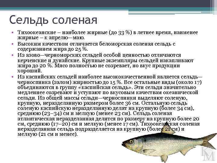 Сельдь - подробное описание рыбы: где обитает, чем питается