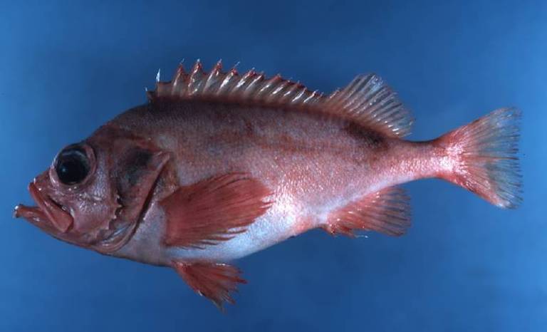 Морской окунь: описание, интересные сведения о рыбе
