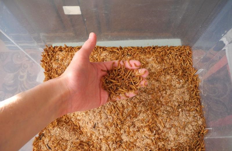 Как разводить дома мучных червей — зверушки