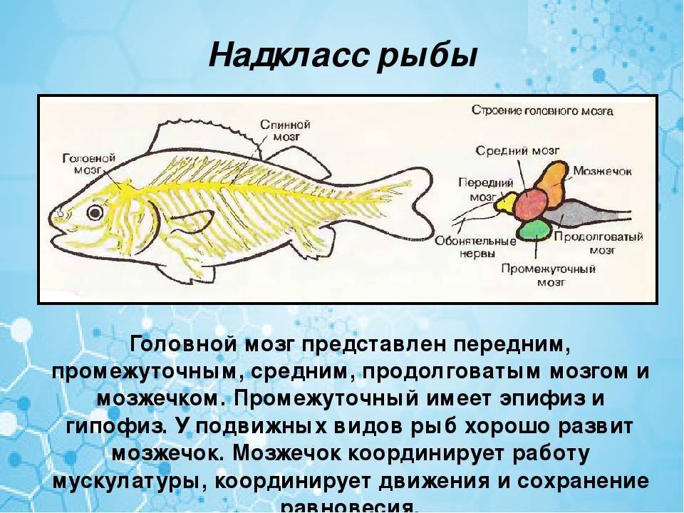 Какие отделы мозга у рыб. Нервная система костных рыб схема. Функции отделов головного мозга у рыб. Головной мозг рыбы сбоку. Мозг рыбы строение и функции.
