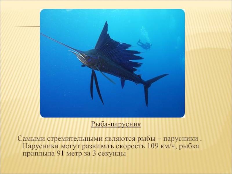 Удивительная рыба-парусник