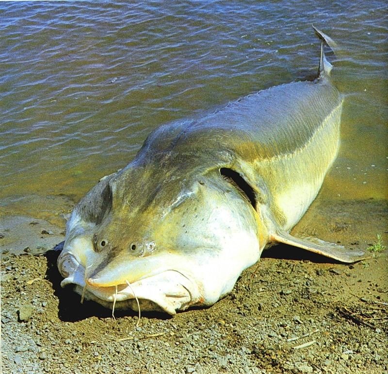 Рыба калуга: образ жизни исчезающего вида рыб, фото и другая интересная информация