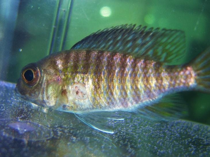 ᐉ колумнариоз (флексибактериоз) рыб: лечение в аквариуме, фото-видео обзор - zoogradspb.ru