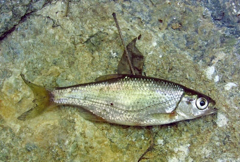 Рыба «быстрянка» фото и описание
