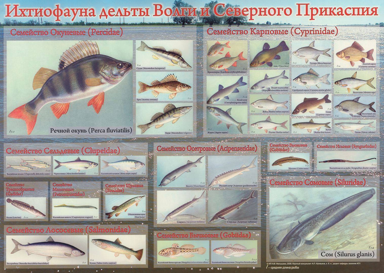 Рыбы самарской области фото и описание