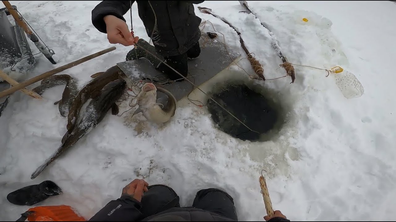 Зимняя рыбалка на налима: где искать и на что клюет | животный мир