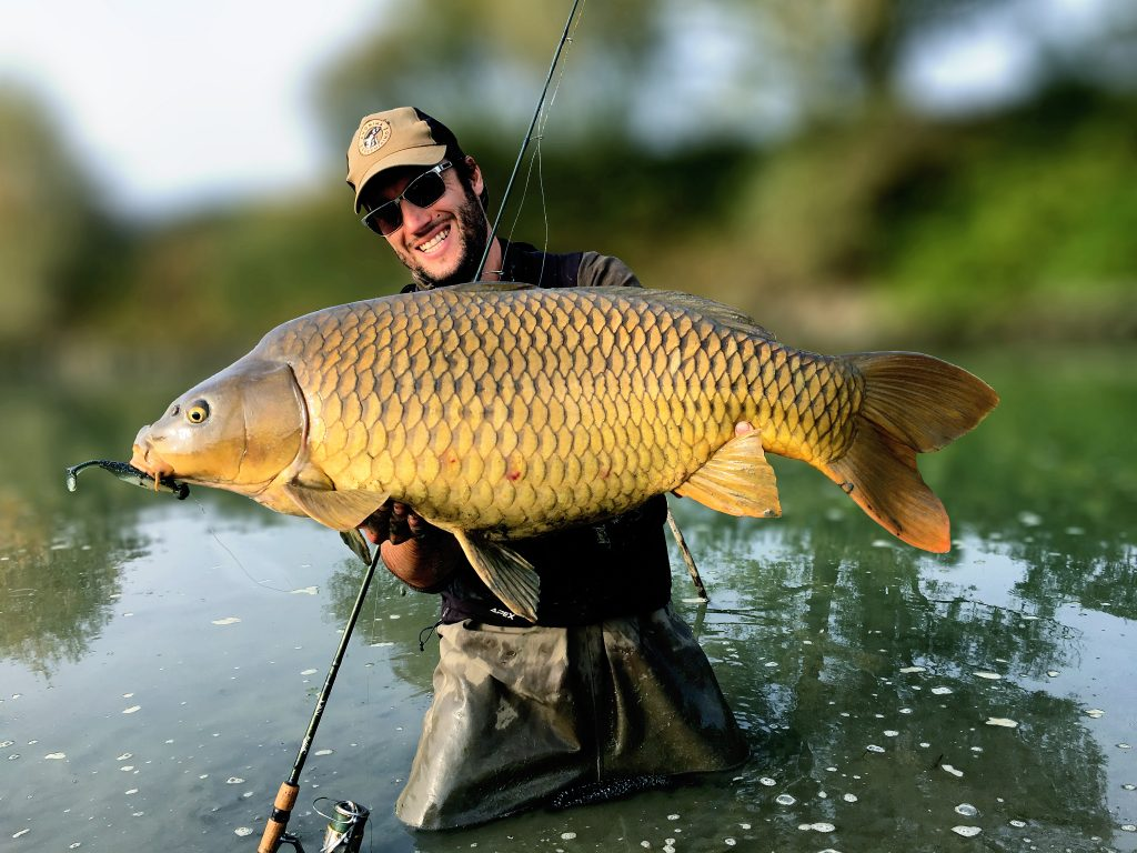 Карп обыкновенный – Cyprinus Carpio. Сазан (Cyprinus Carpio). Сазан (= Карп обыкновенный) – Cyprinus Carpio. Сасан руба.