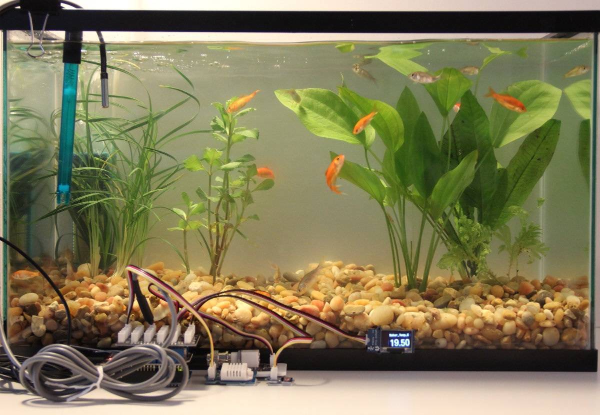 Какой лучше подобрать аквариум: как правильно выбрать хороший резервуар для начинающих