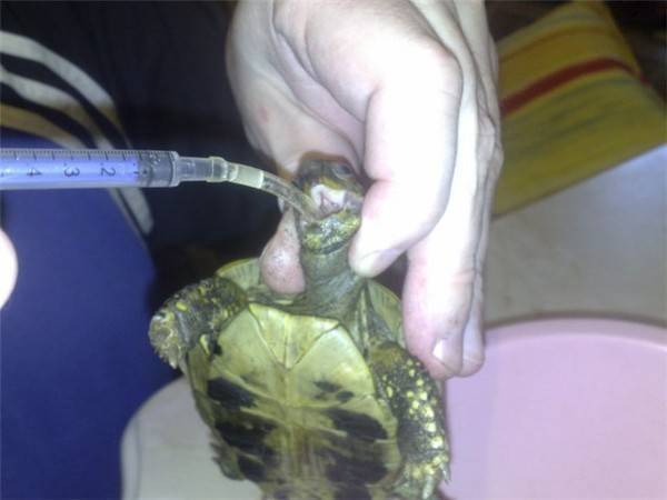 Сколько живут красноухие черепахи в аквариуме