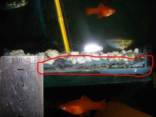 Причины, почему умирают рыбки в аквариуме