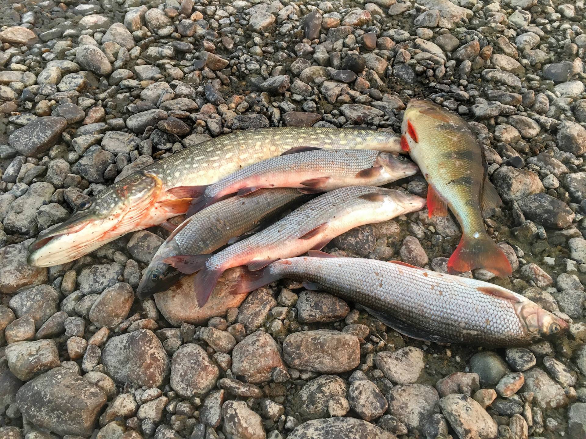 Рыбалка на вилейском водохранилище — особенности и секреты