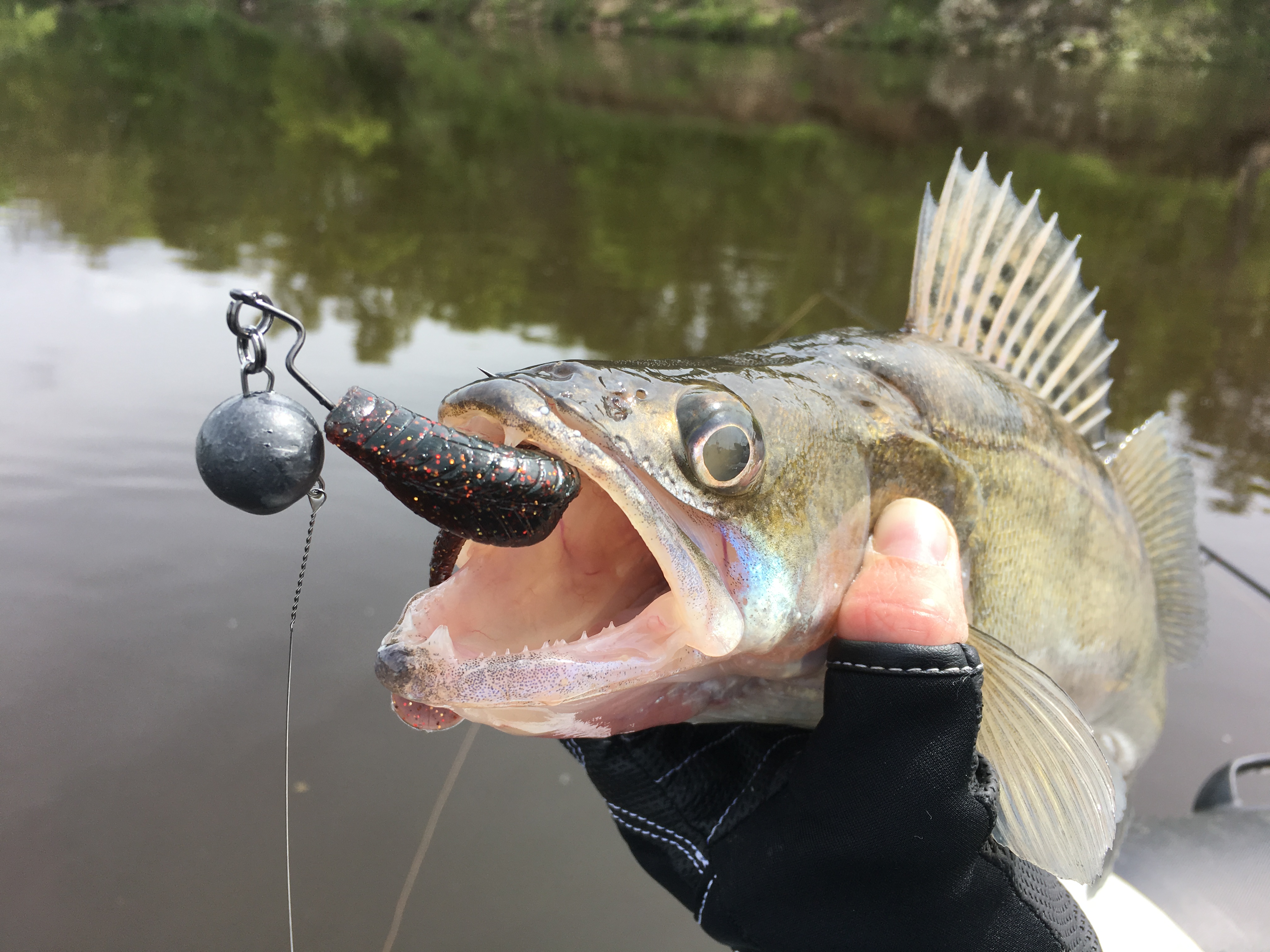 Ловля судака на спиннинг - fishingshat.ru
