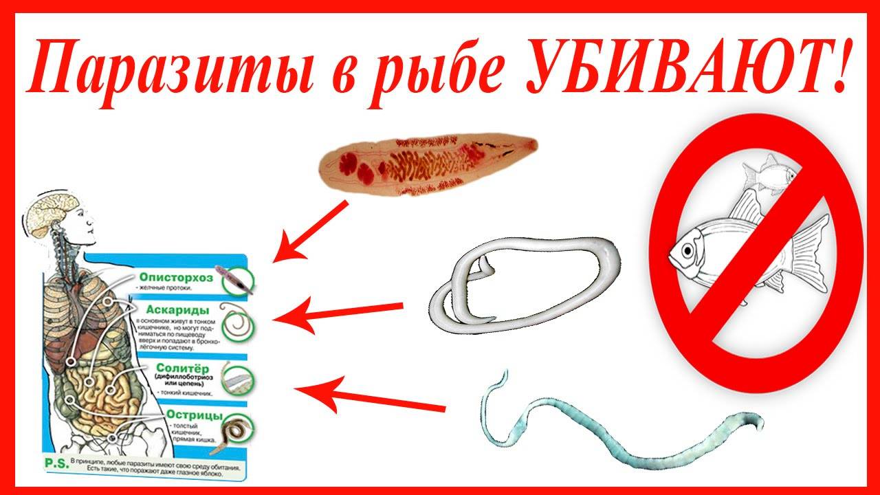 Солитер в рыбе - опасен ли он для человека, можно ли есть зараженную рыбу