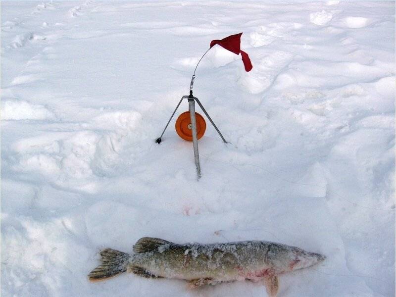 Где лучше ставить жерлицы на щуку в январе, феврале и марте