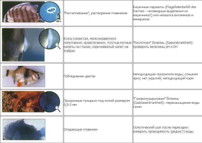 Болезни аквариумных рыбок внешнии признаки картинки и описание