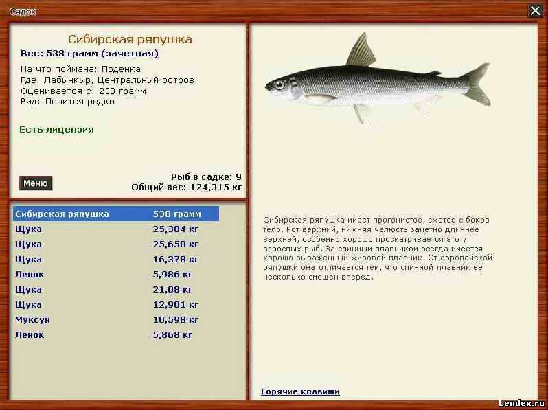 Рыба снеток фото и описание