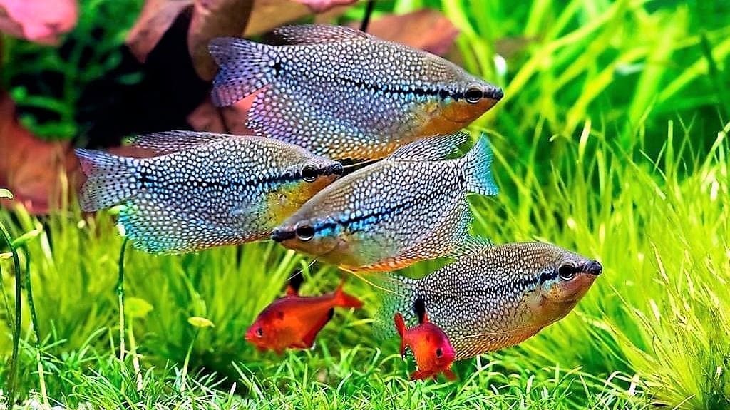 Аквариумные рыбки гурами: описание, содержание, размножение, совместимость и болезни
