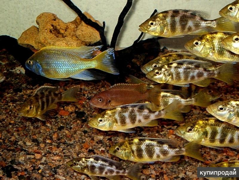 Золотые рыбки в аквариуме их содержание и кормление - ribulki.ru