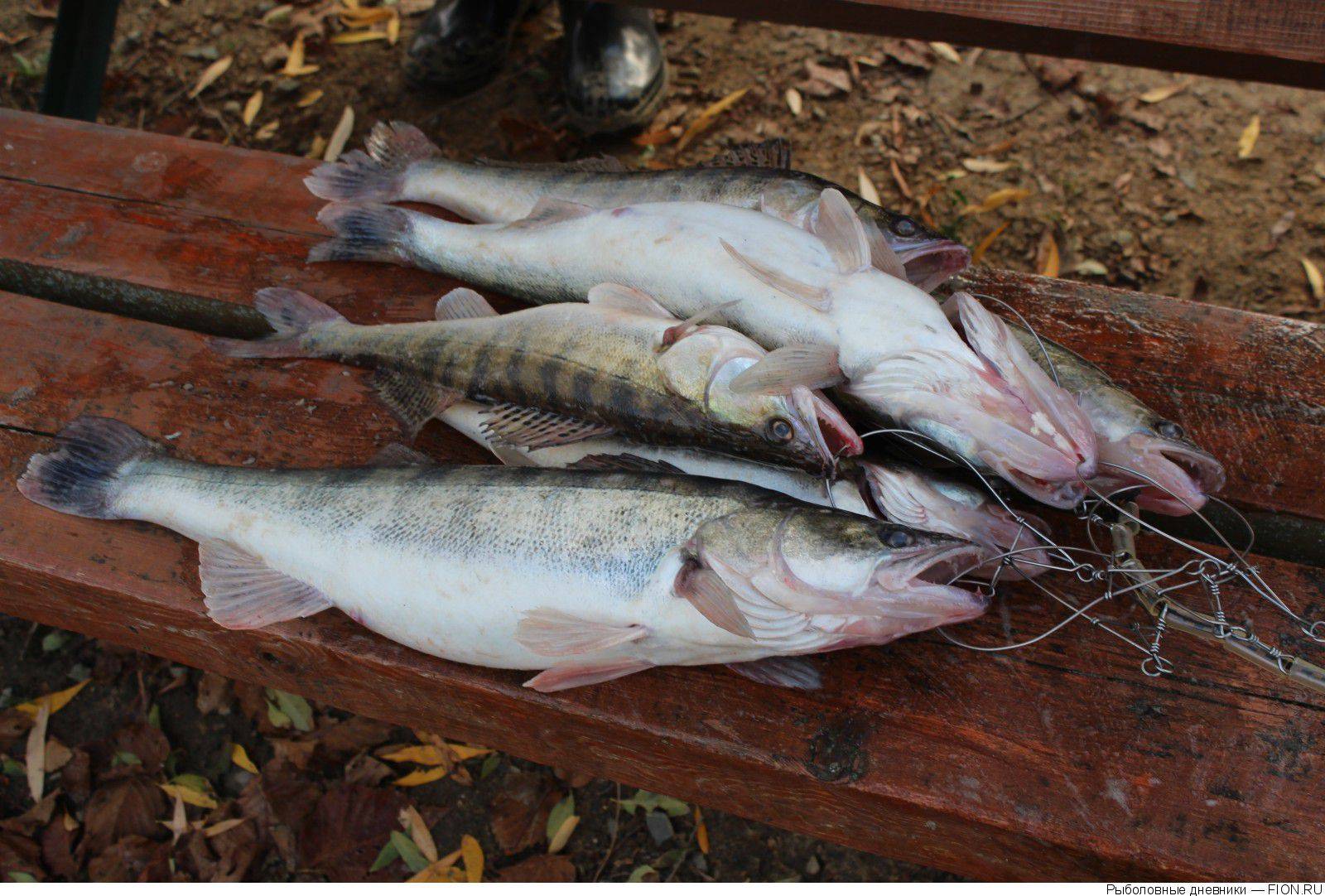 Рыбалка в ростове-на-дону: где и когда лучше ловить? :: syl.ru