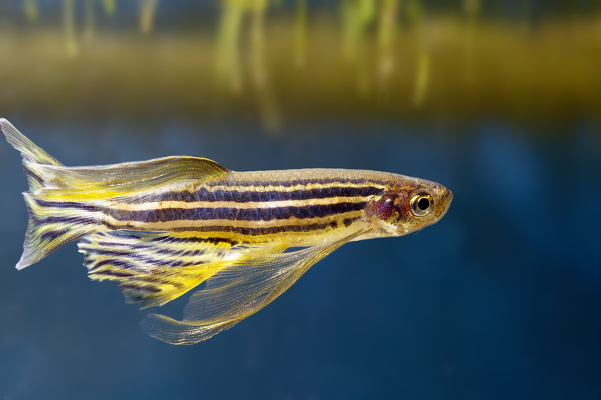 Аквариумная рыбка данио рерио: размножение, содержание и уход, болезни