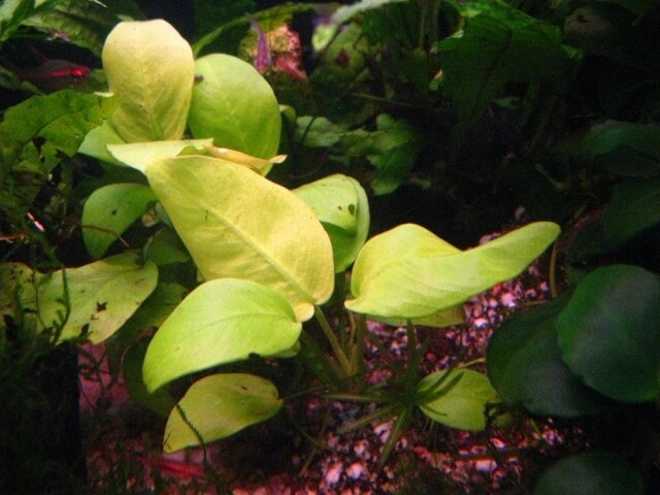 Анубиас нана (anubias barteri var. nana): содержание карликового растения в аквариуме, о подвидах нана и петит, а также фото цветка