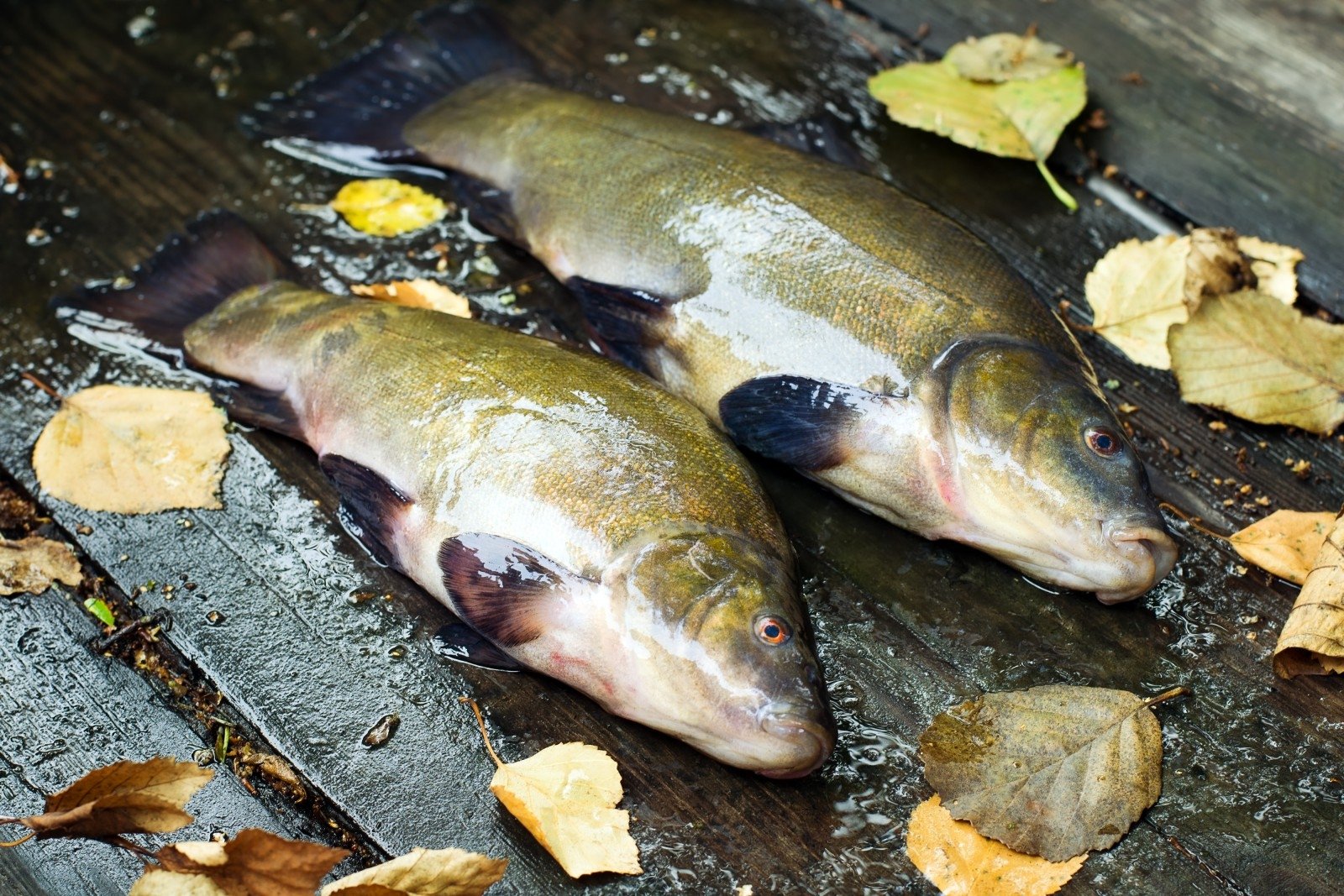 Рыба линь: описание, ловля, полезные свойства рыбы и рецепты приготовления блюд